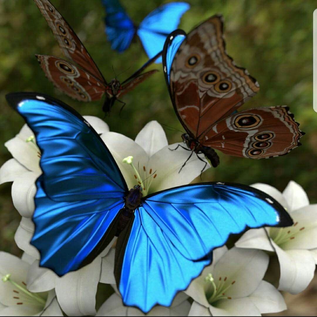 Живые бабочки с цветами. Бабочка Морфо Менелай. Morpho Баттерфляй. Красивые бабочки. Живые бабочки.