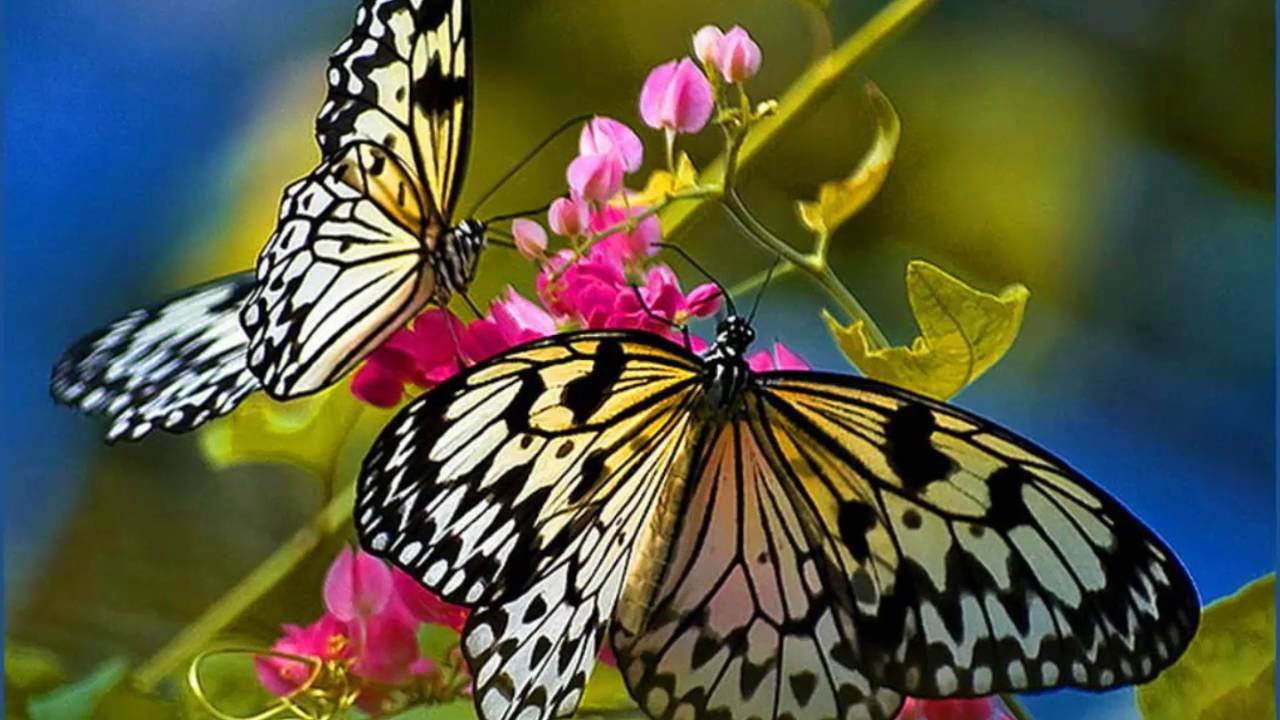Бабочки весной картинки. Весенние бабочки. Красивые бабочки. Яркие бабочки.