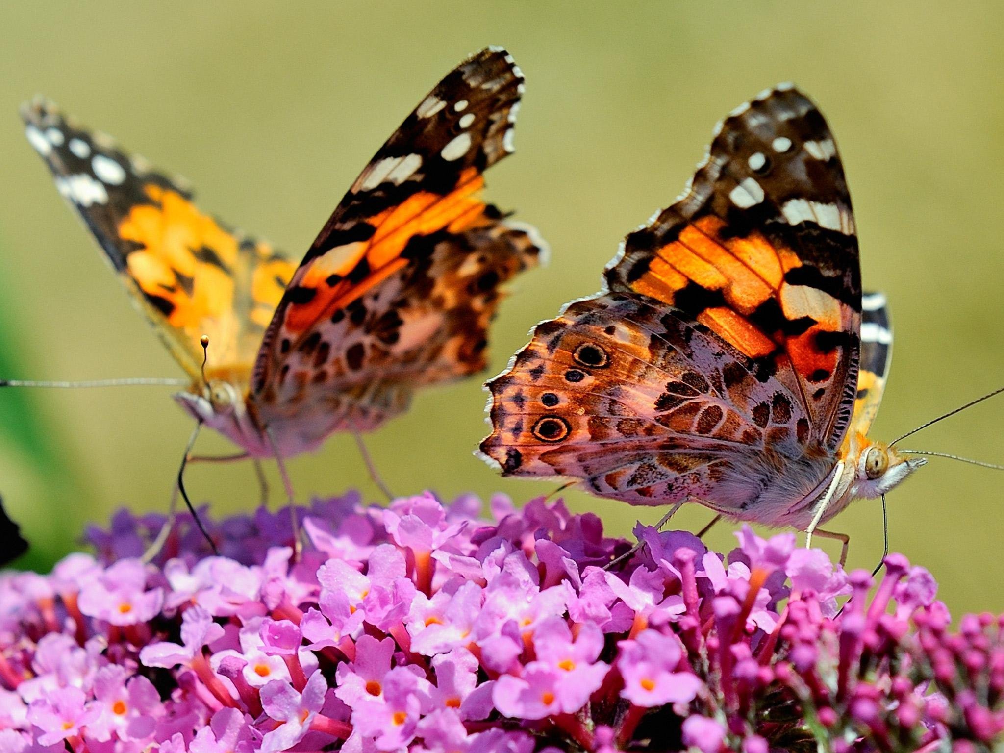 Огромные бабочки порхали. Бабочка крапчатый Арлекин. Красивые бабочки. Яркие бабочки. Много бабочек.