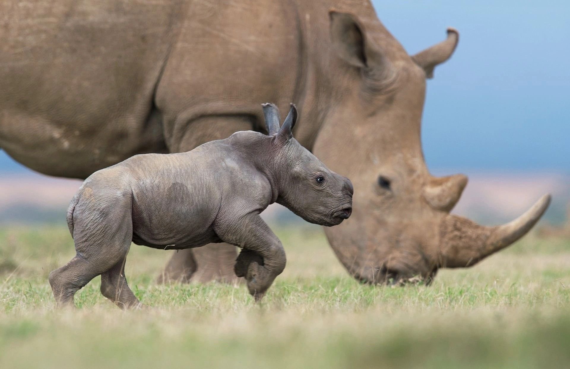 Страна носорогов. Африканский белый носорог. Карликовый носорог. Белый носорог детеныш. Самка носорога.
