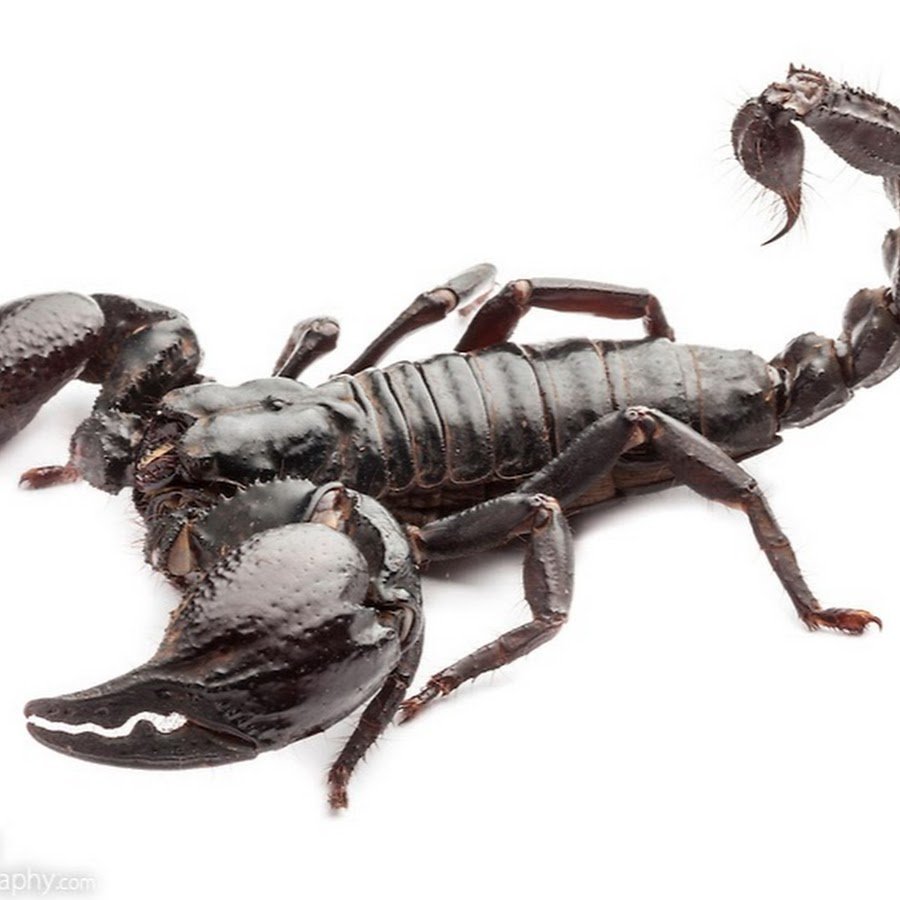 Вьетнамский Скорпион