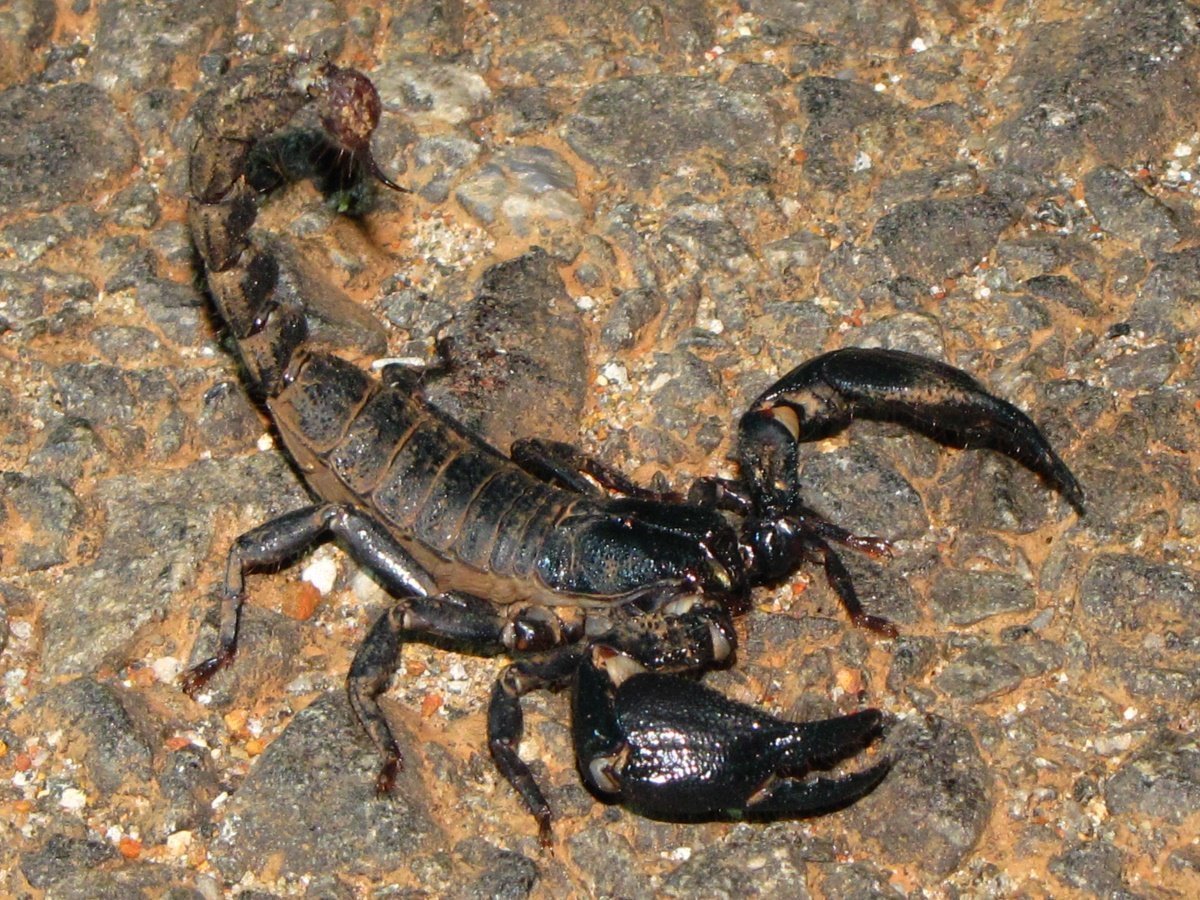 Heterometrus madraspatensis