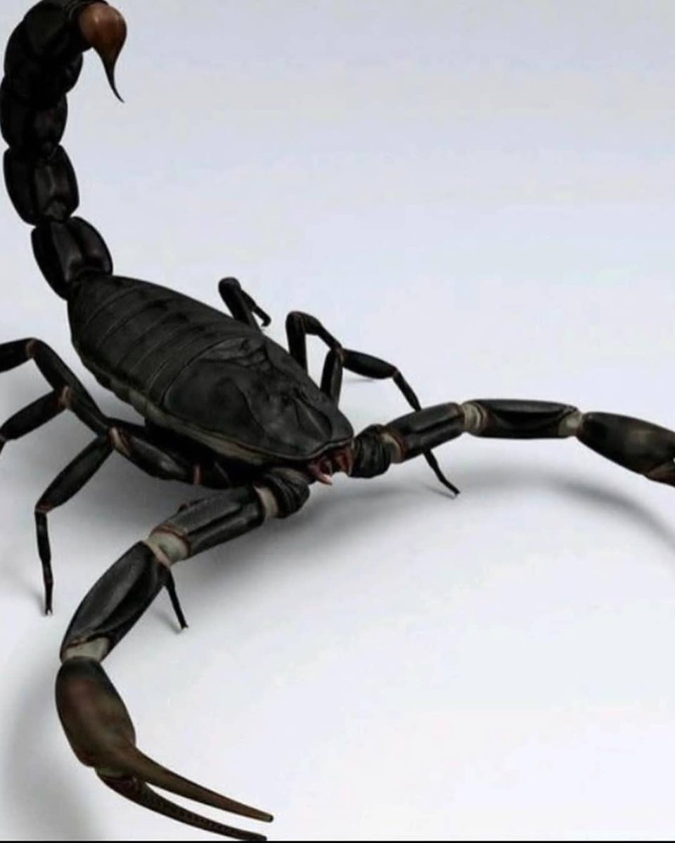 Арахнид паук-Скорпион