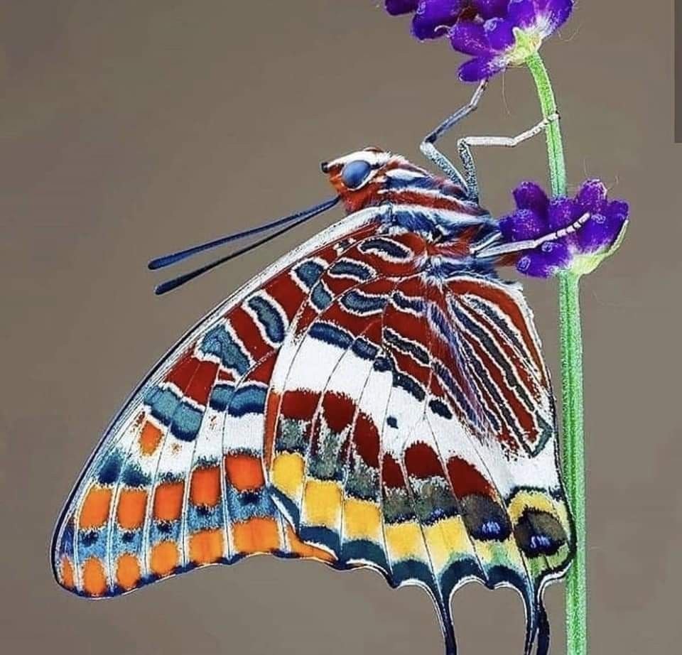 Тропический бабочка Тройдес