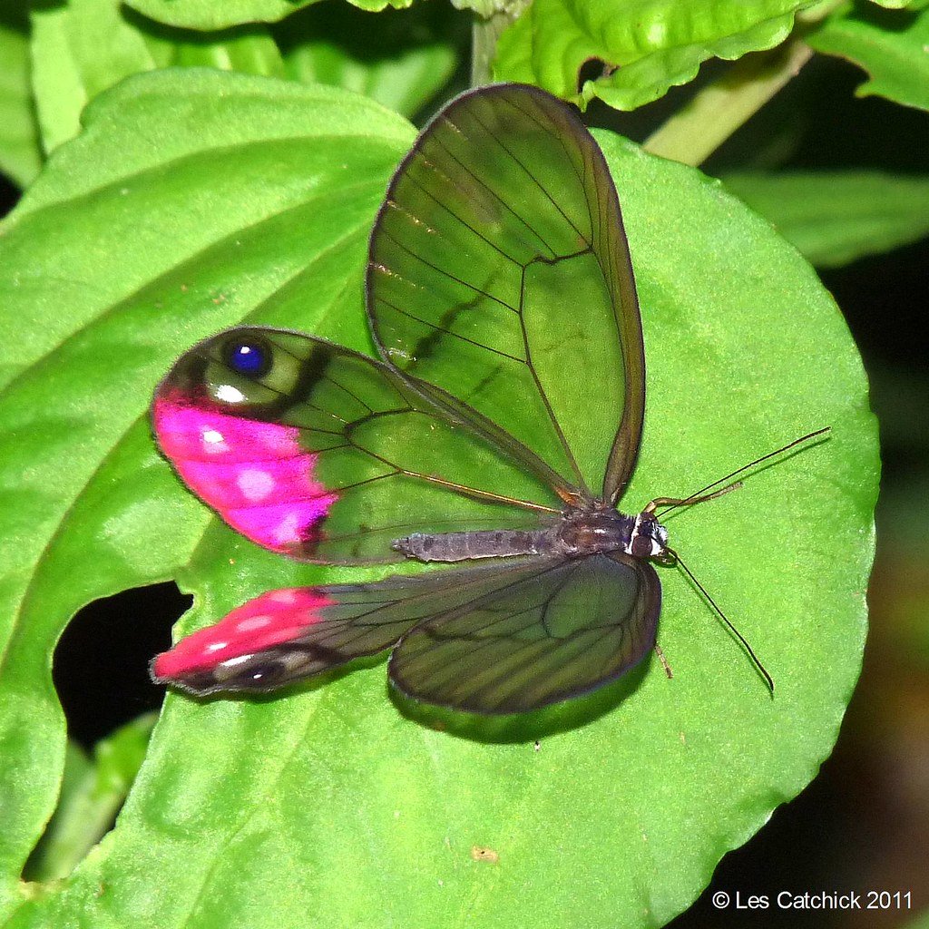 Цитериас Аврорина