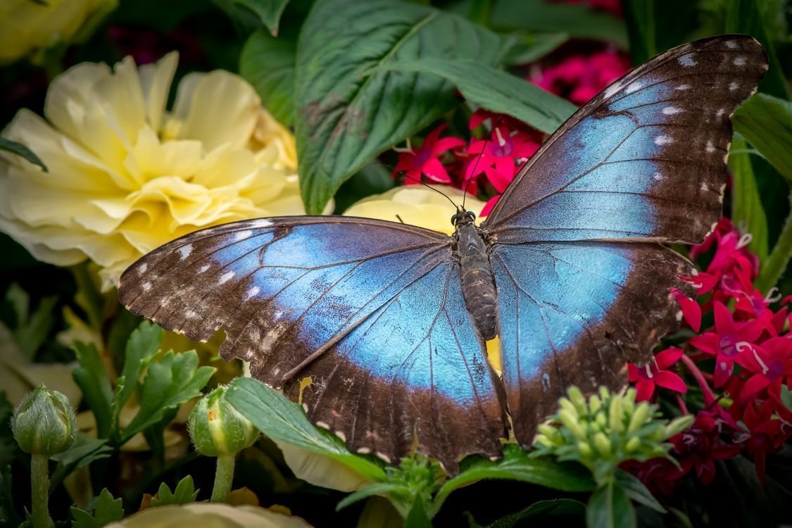Драгонфлай Стрекоза