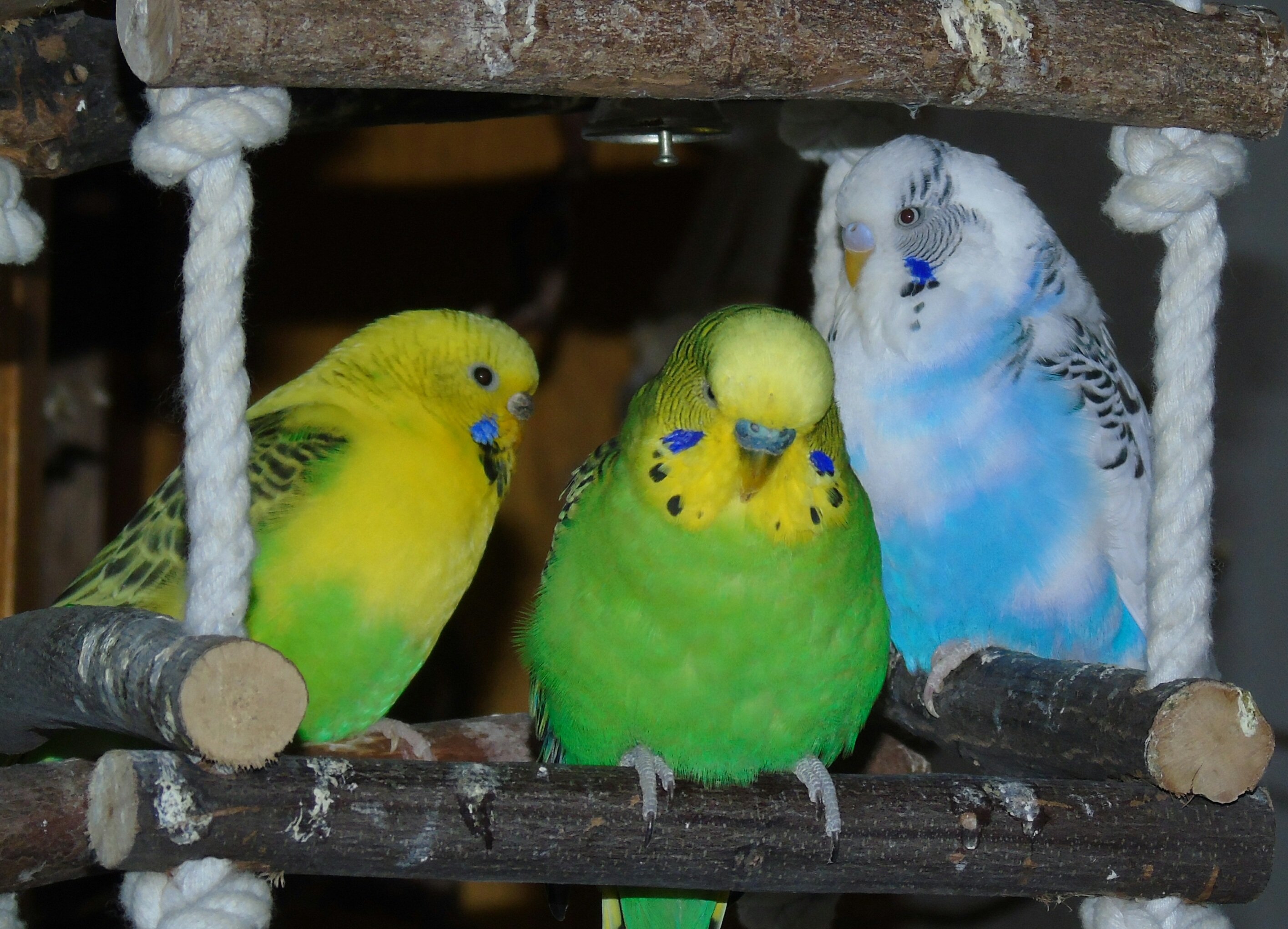 Пение самок волнистого. Попугаи волнистые попугайчики. Попугай волнистый голубой. Волнистый попугай зеленый. Волнистые попугайчики расцветки.