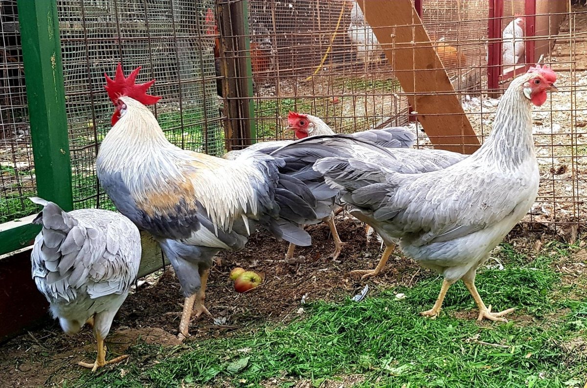 Серебристый Леггорн Борковская барвистая