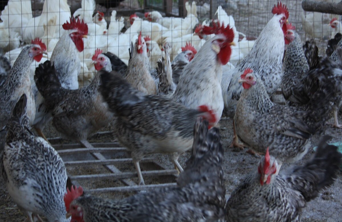 Леггорн Изабель порода