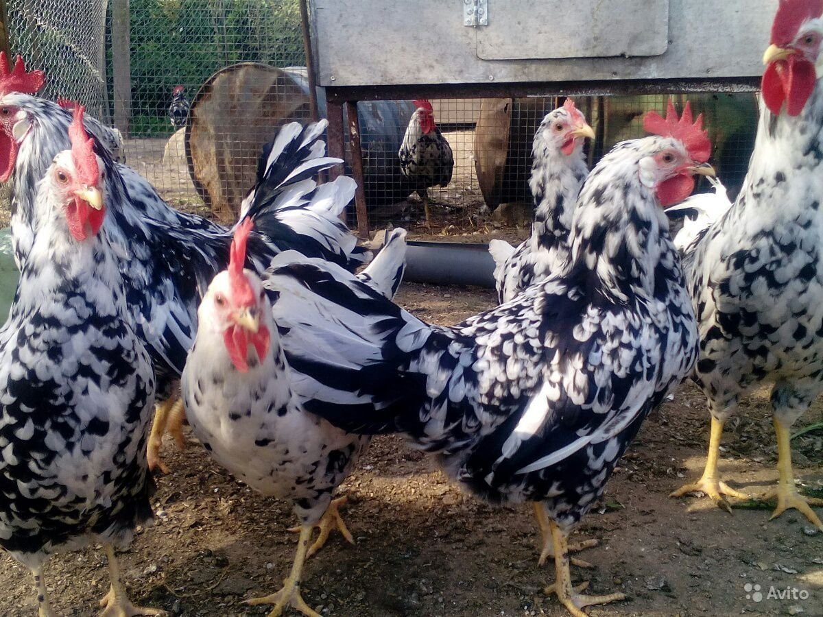 Леггорн далматинец порода