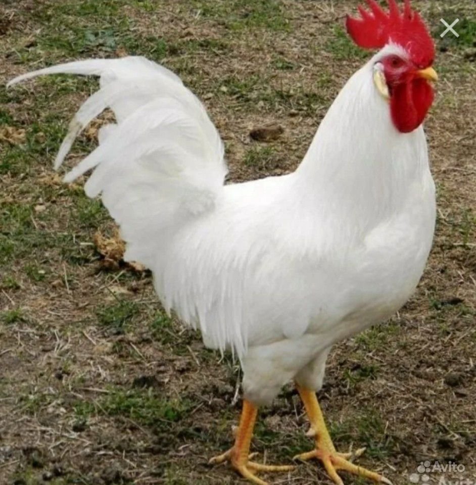 Барковская Боровистая