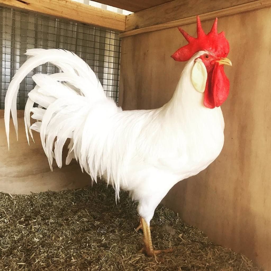 Леггорн Браун