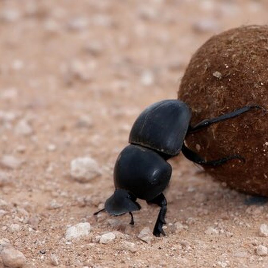 Жук навозник с какашкой