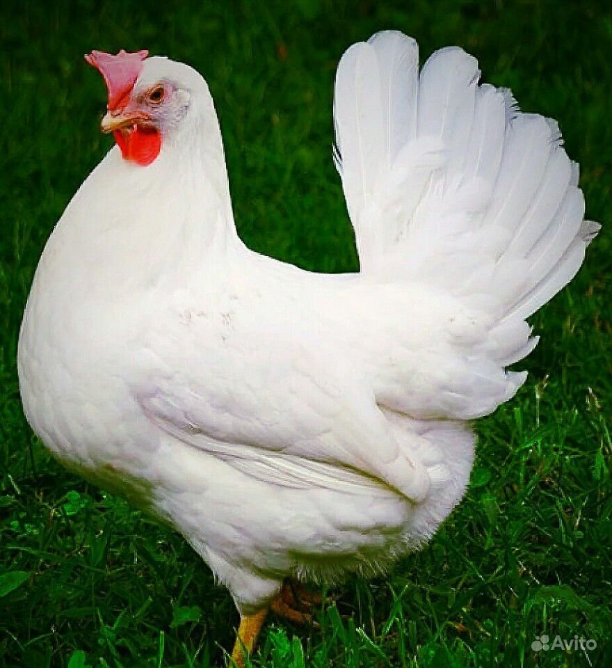 Куры Брекель серебристый