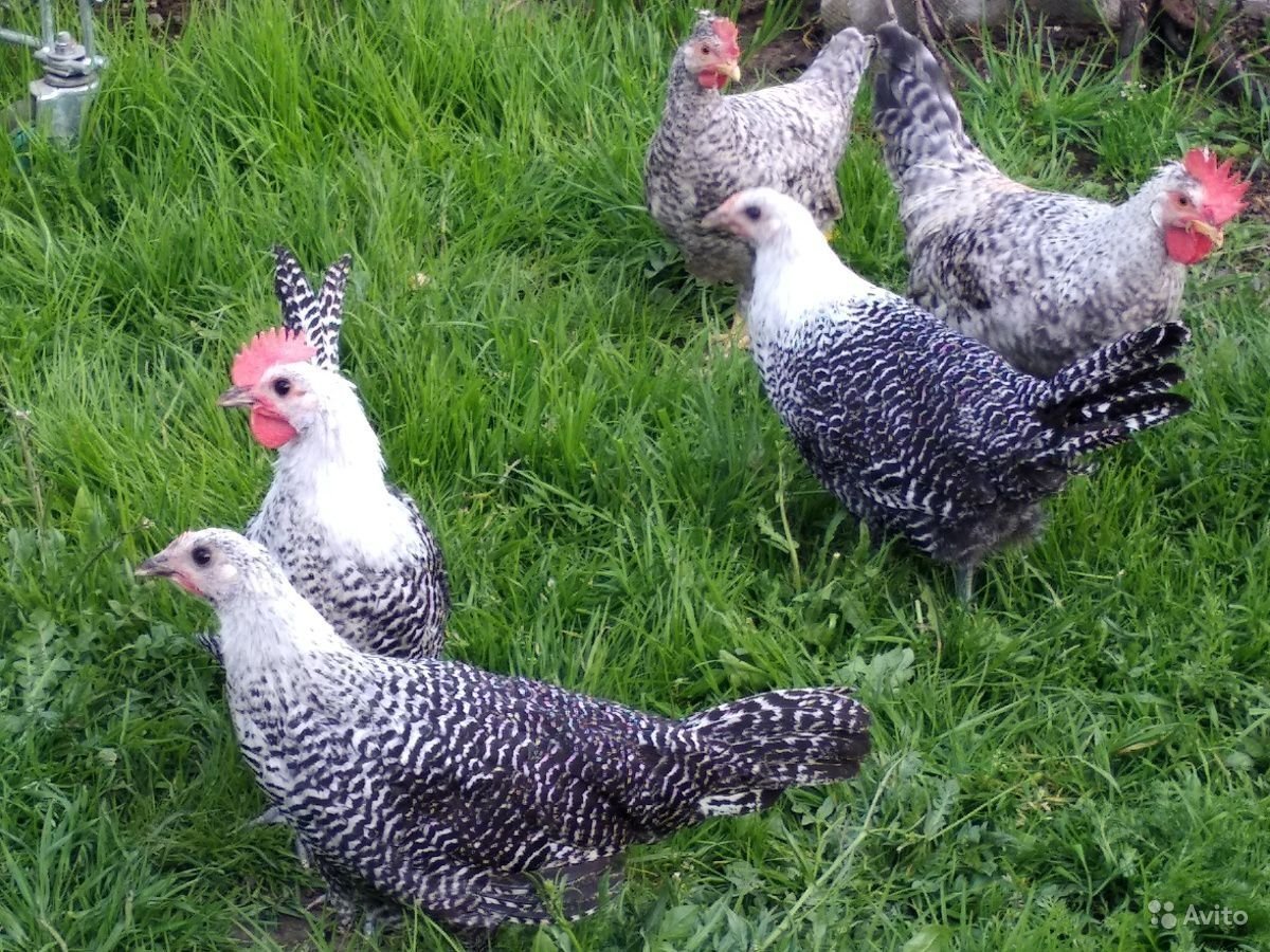 Леггорн долматин