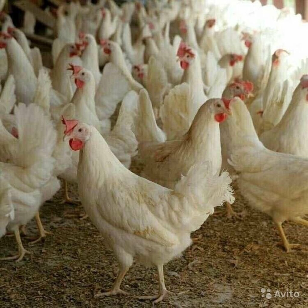 Курица белый Леггорн