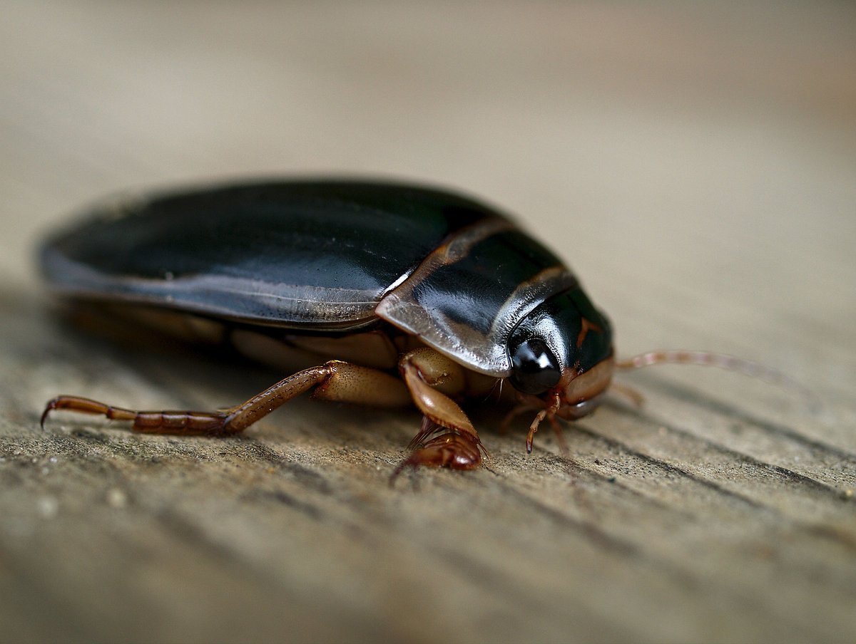 Жук вертячка