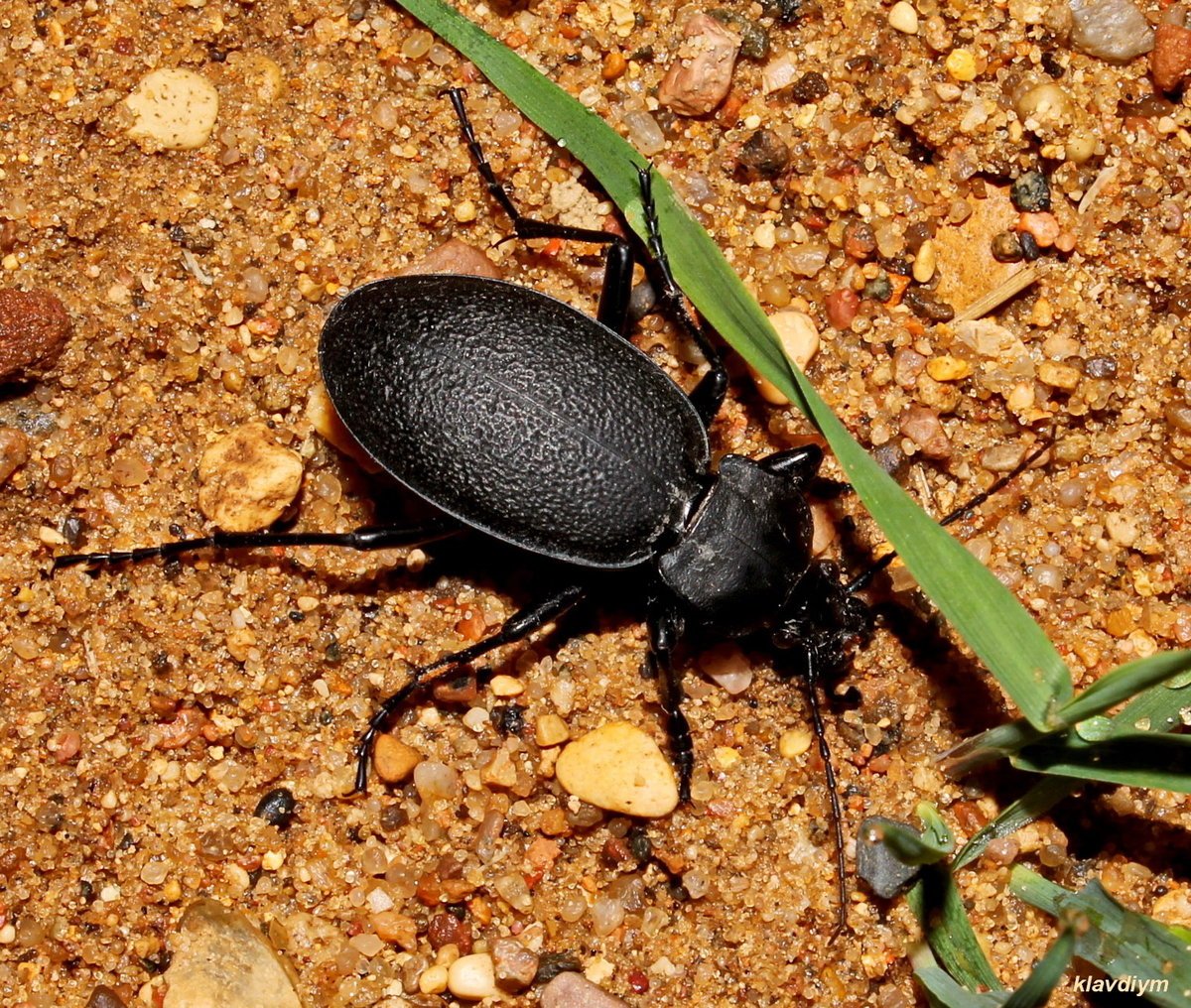 Черный Жук жужелица