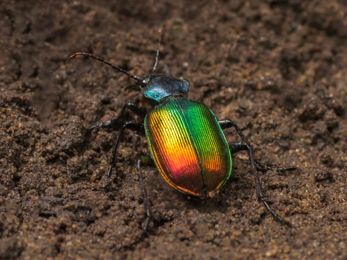 Красотел пахучий