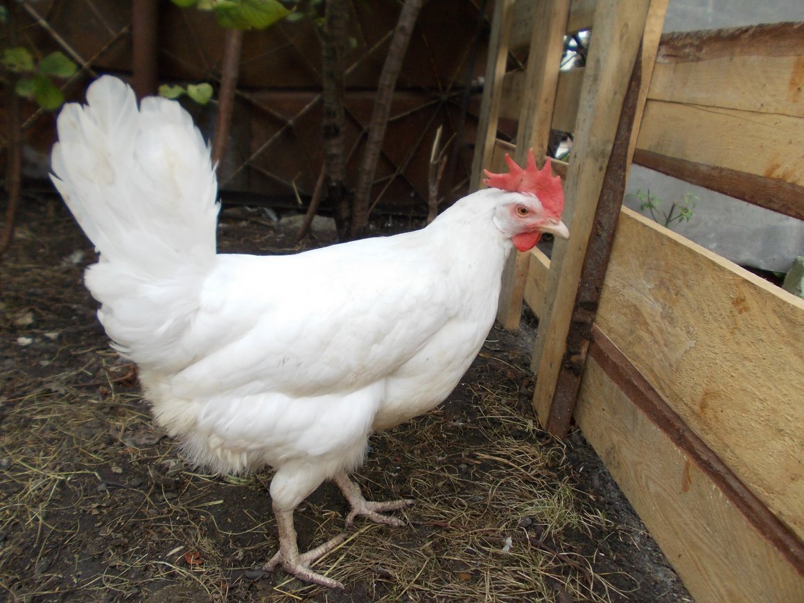 Борковская барвистая