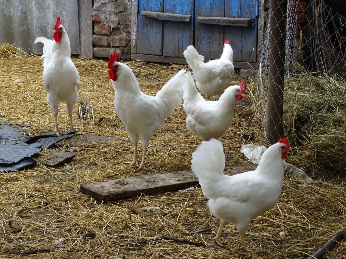 Леггорн Изабель порода