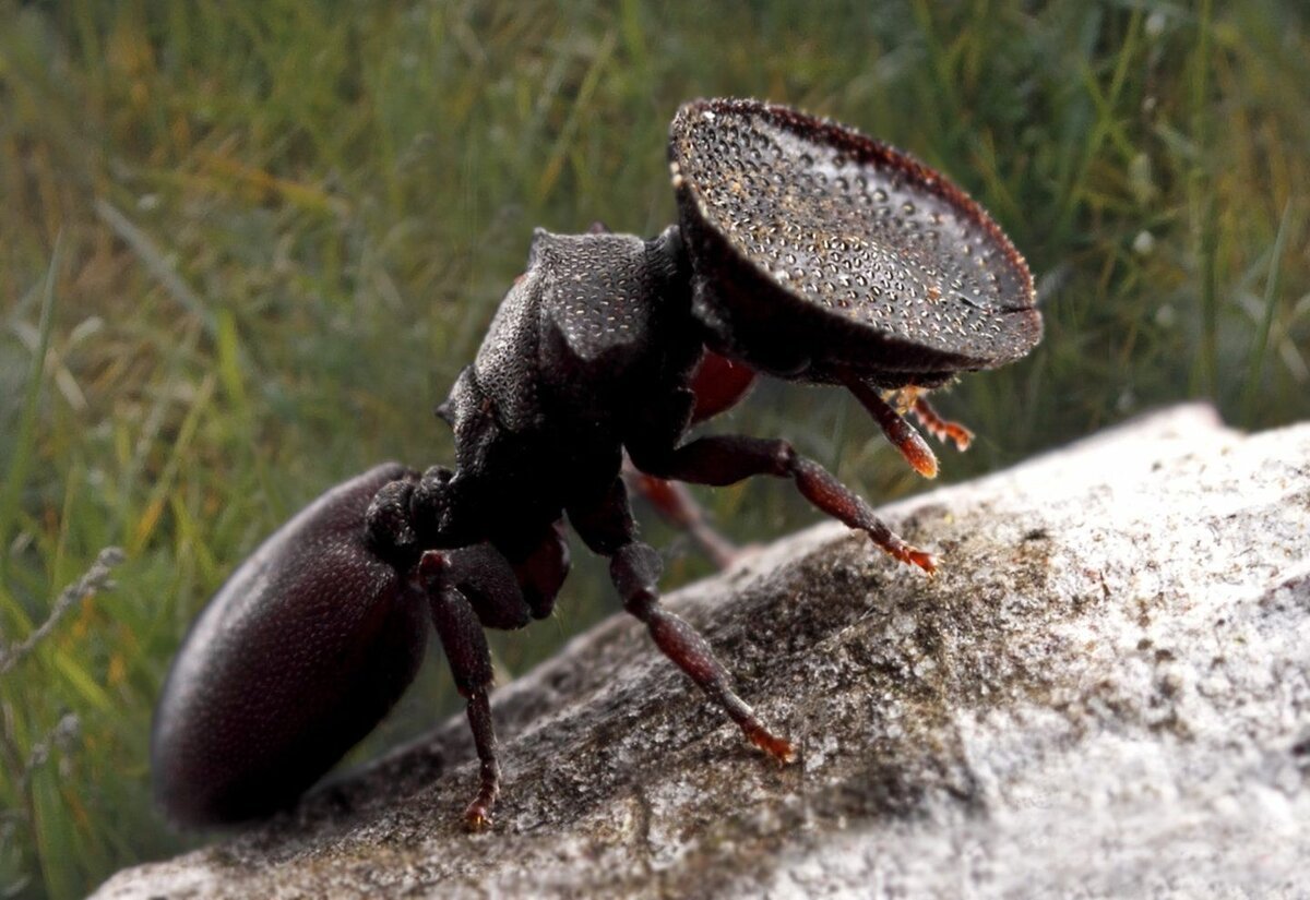 Муравей кефалот древесный