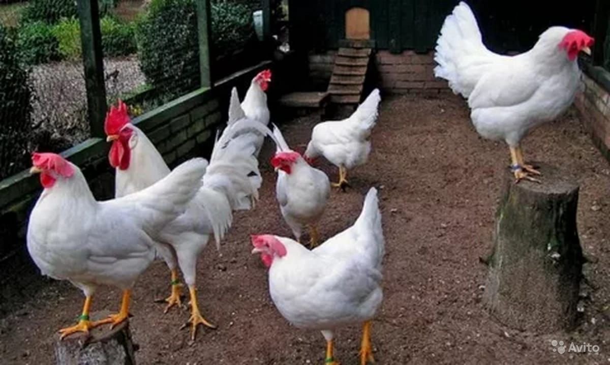 Борковская барвистая