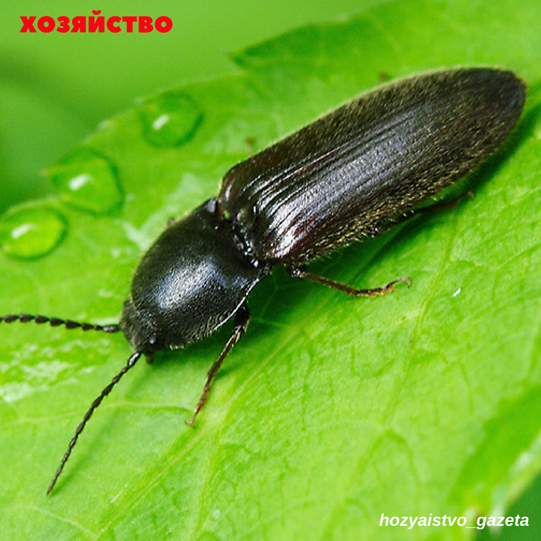 Жук-Щелкун проволочник