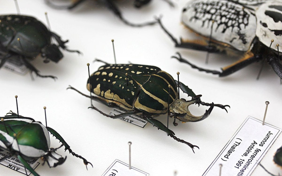 Коллекция энтомологическая "насекомые вредители"