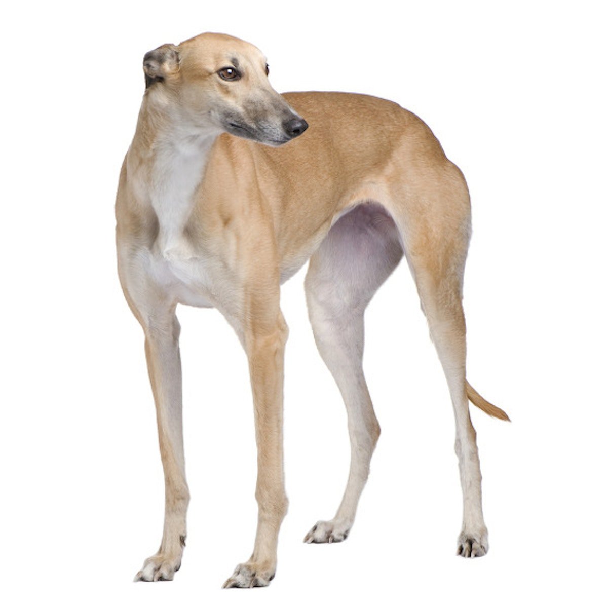 Золотистый Грейхаунд