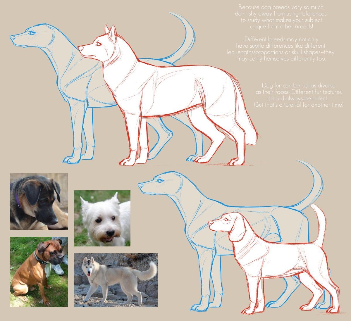 Собака сбоку туториал