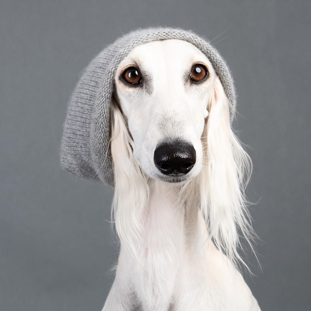 Персидская БОРЩАЯ сал.ки