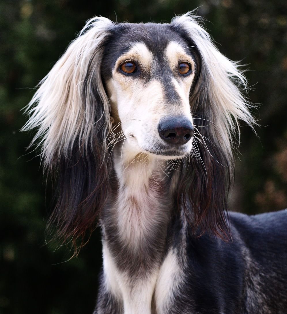 Грейхаунд салюки