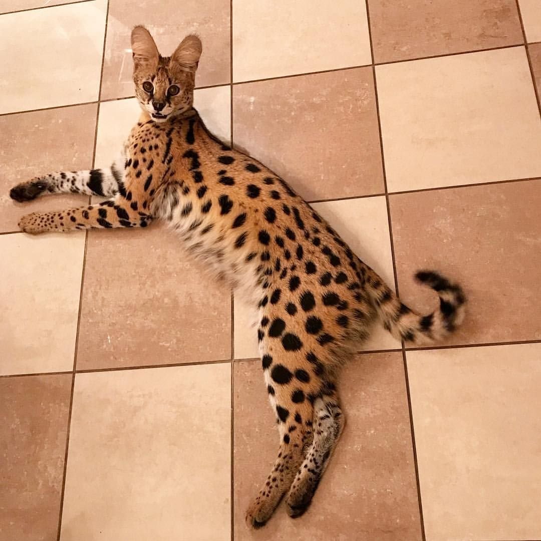 Кот Египетский МАУ