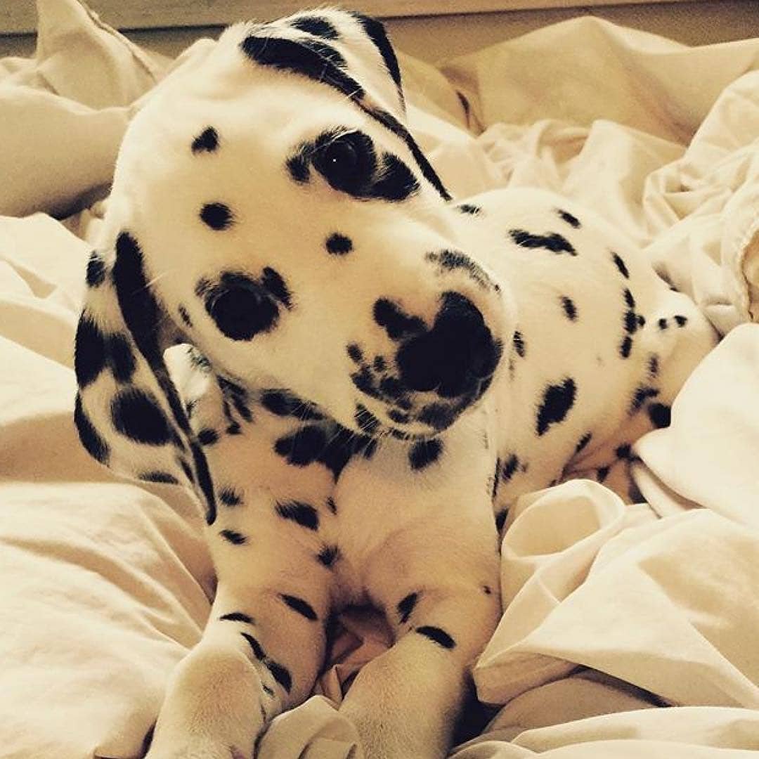 Тойгер и бенгал