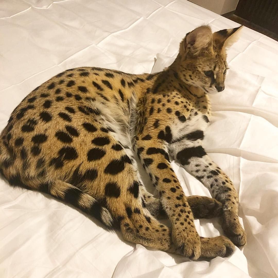 Бенгальская кошка