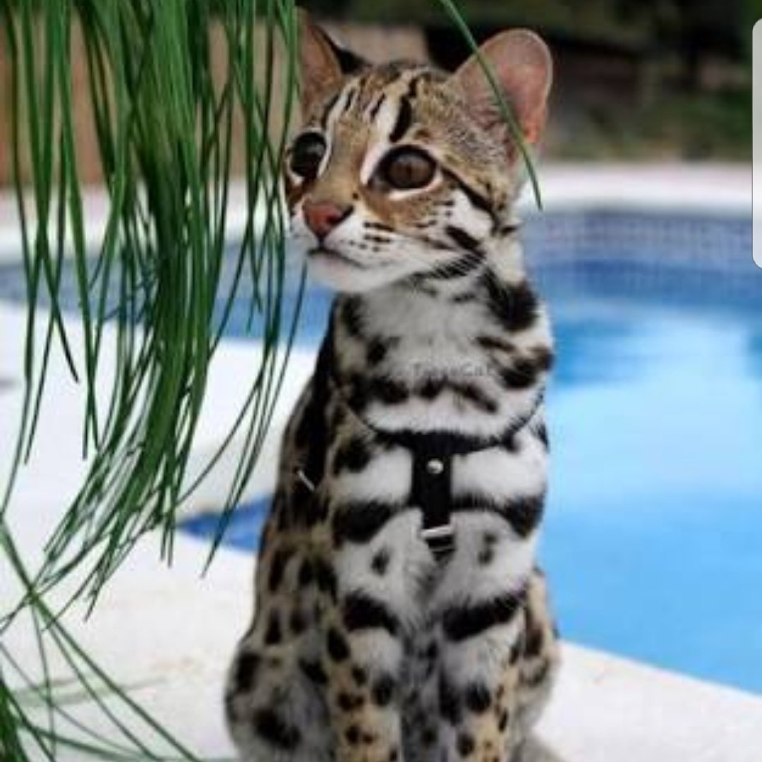 Кошки на подобии леопарда