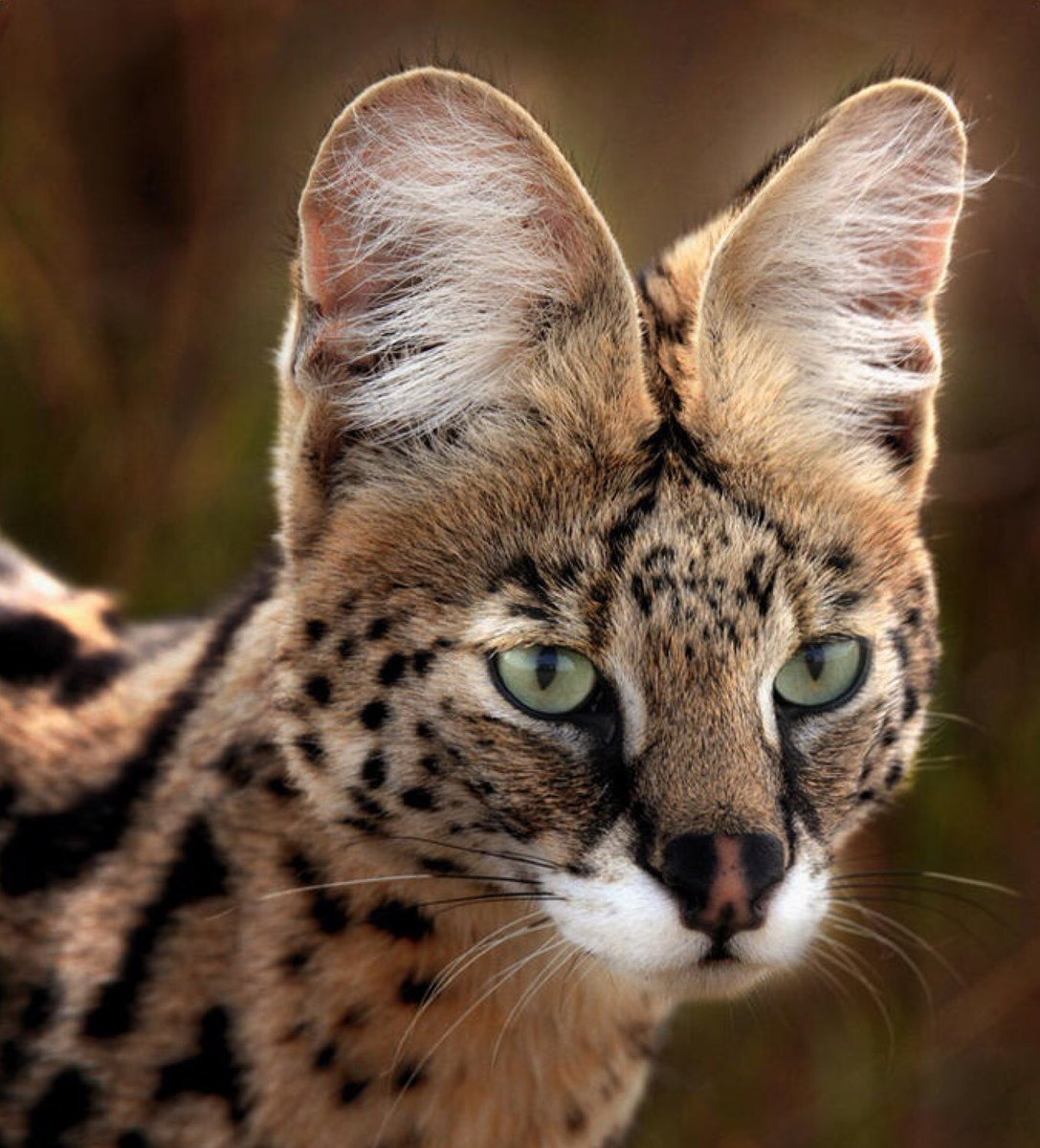 Сервал и Рысь