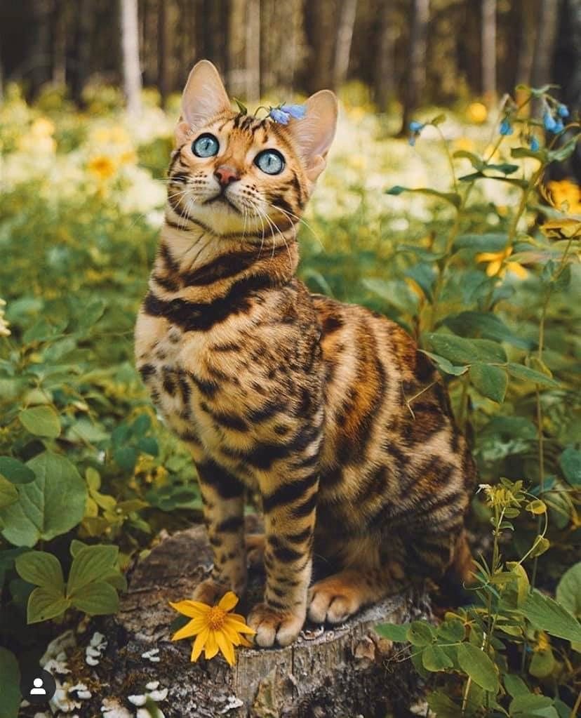 Бенгальская леопардовая кошка