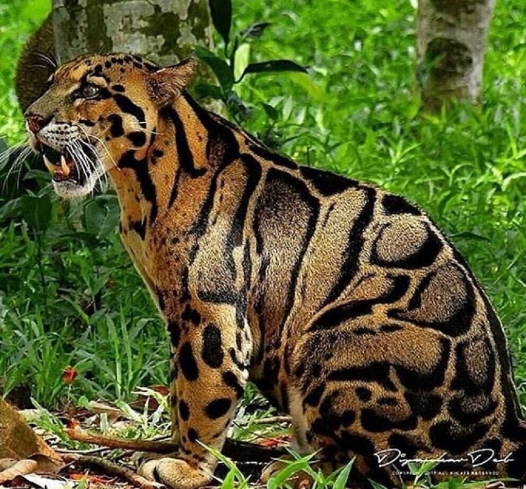 Бенгал белый котенок