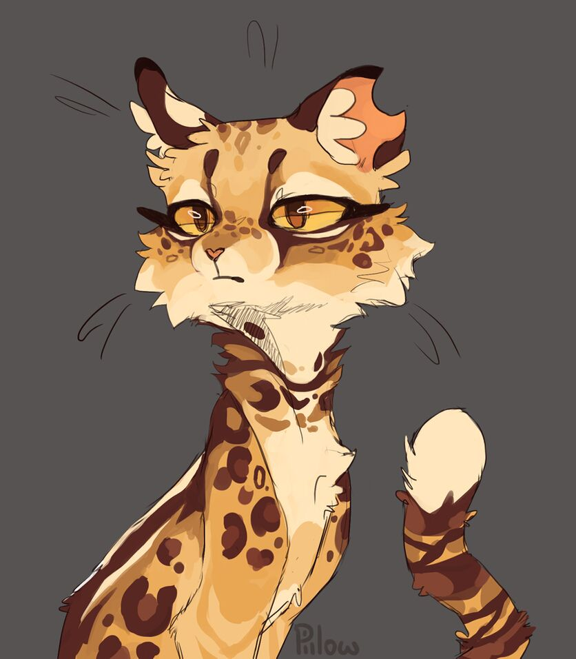 Ириомотейская Дикая кошка