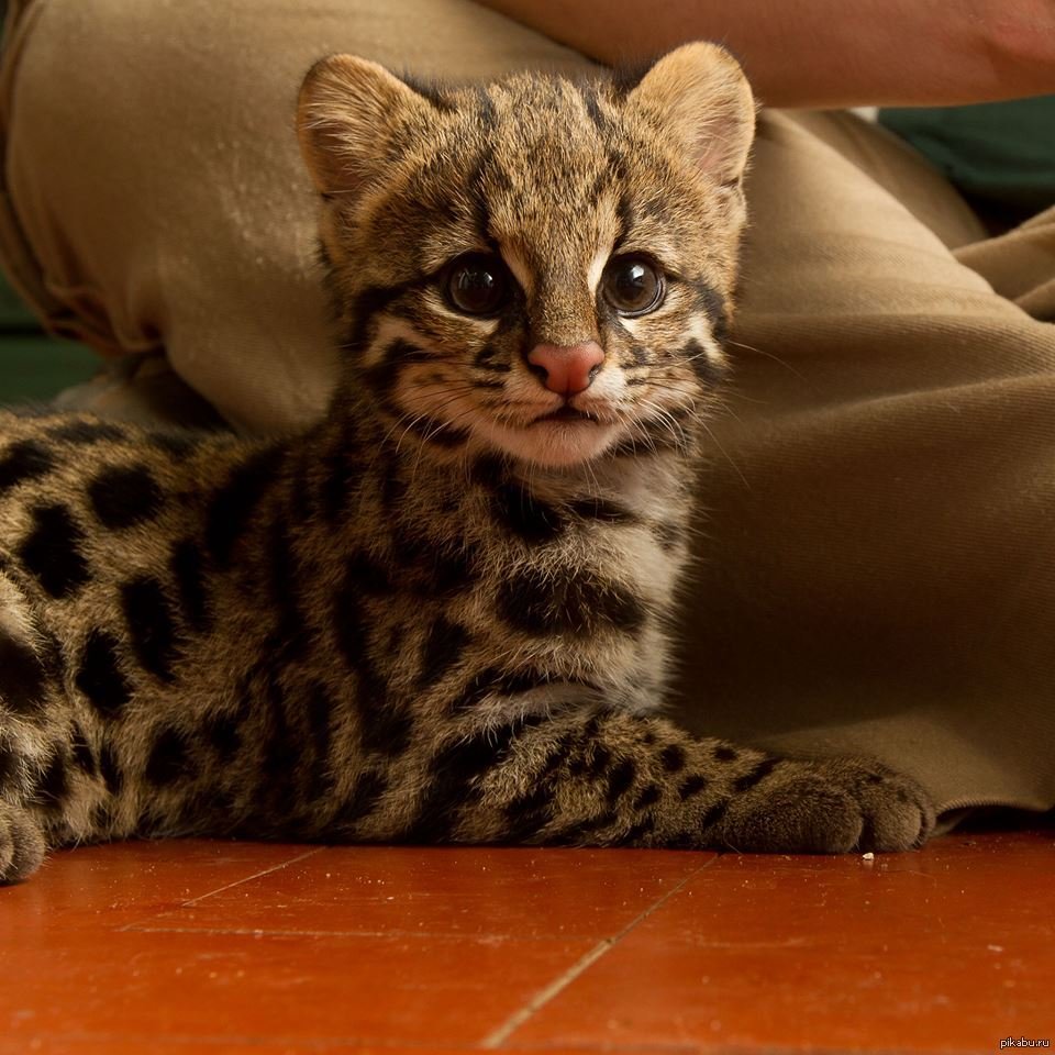 Рыжая пятнистая кошка Prionailurus rubiginosus