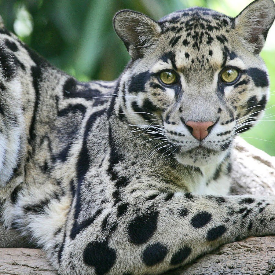 Кошка леопард порода