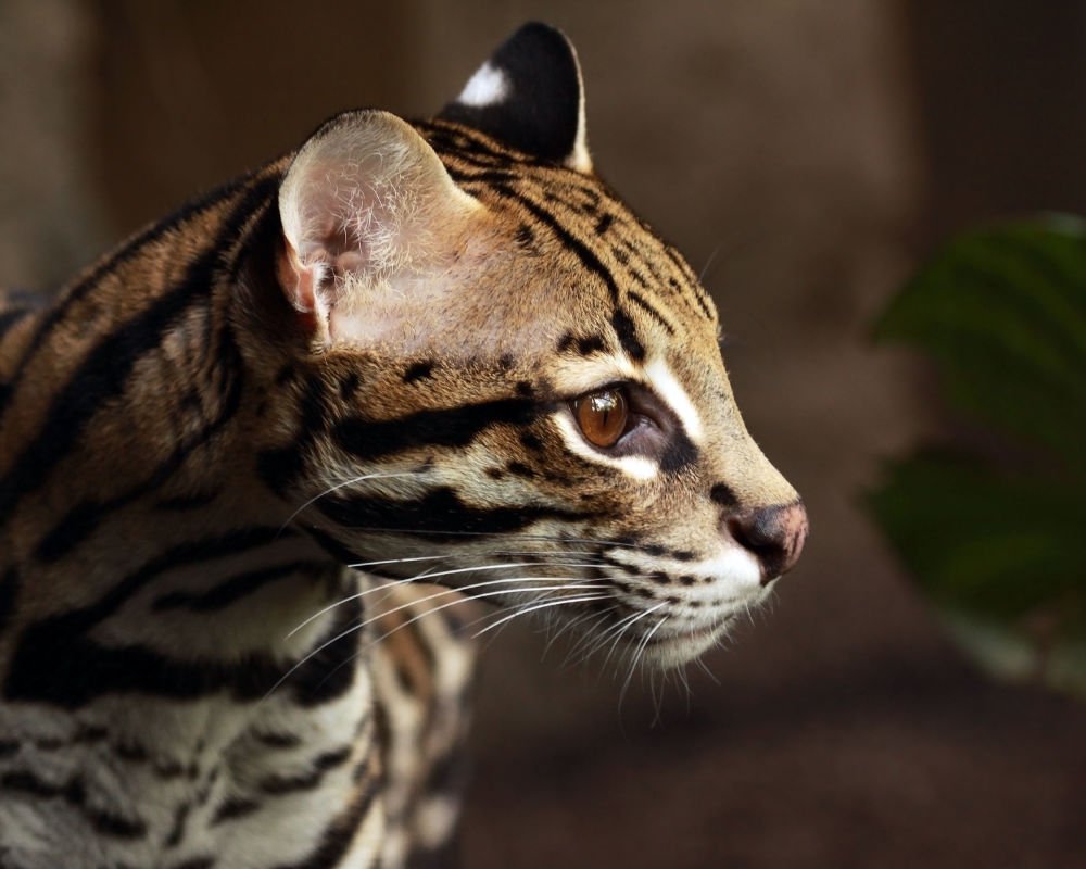 Оцелот +полосатый