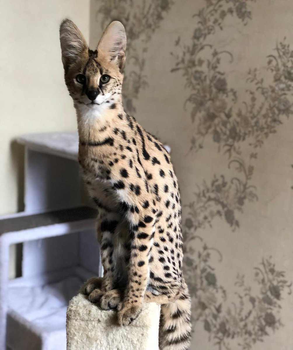 Бенгальский кот