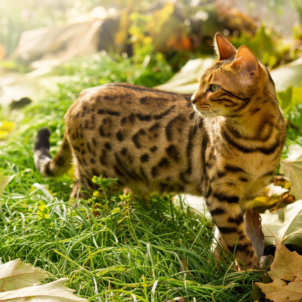 Бенгальский кот арты