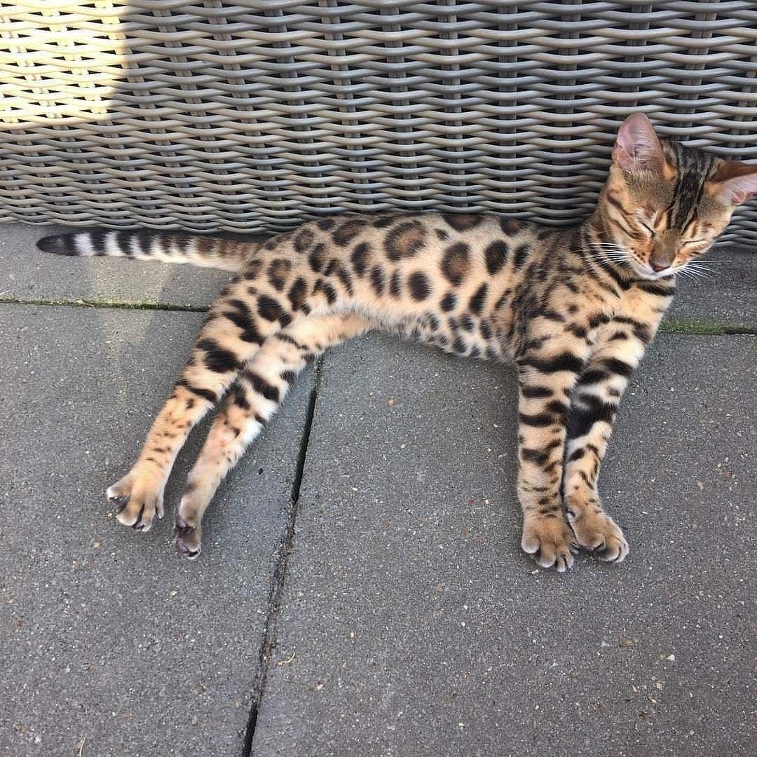 Сервал Ашера Саванна