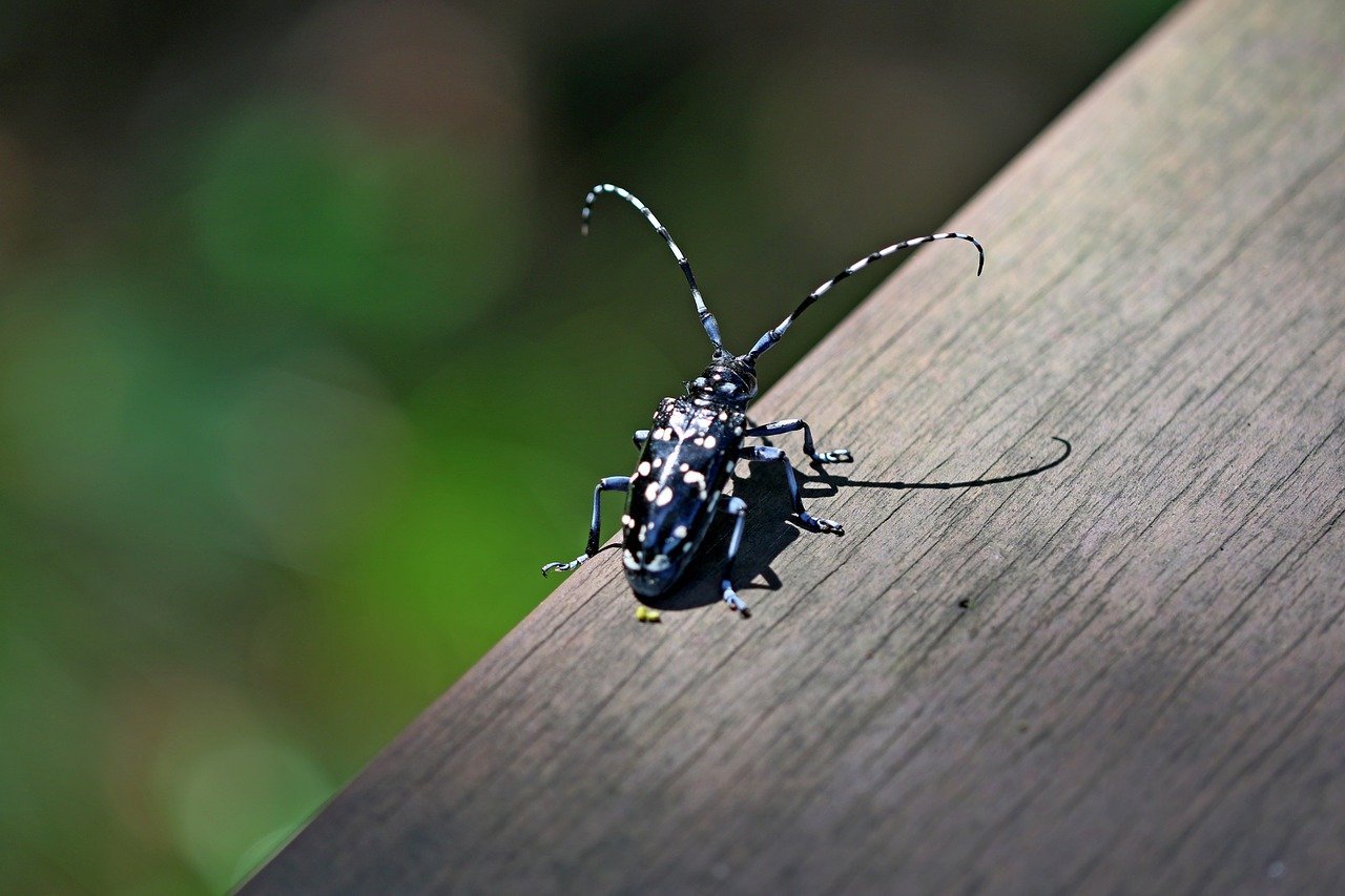 Черный жук с длинными усами - 65 фото