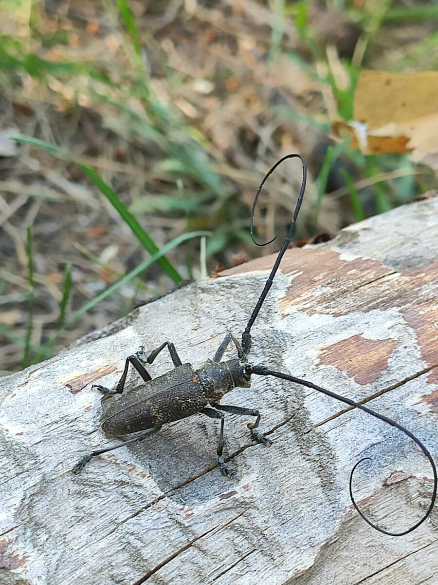 Жук древоточец усач Домовой