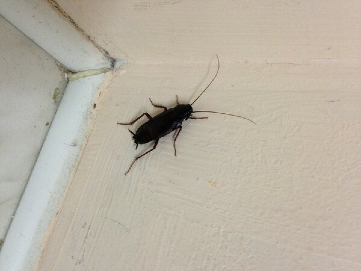 Маленький черный таракан